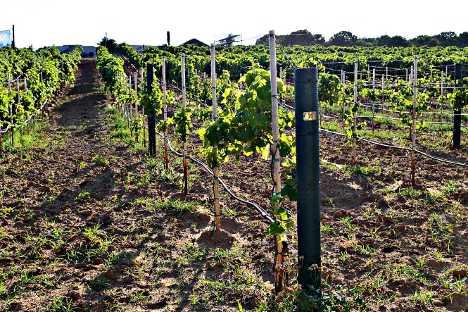 Delaney Vineyards North Texas