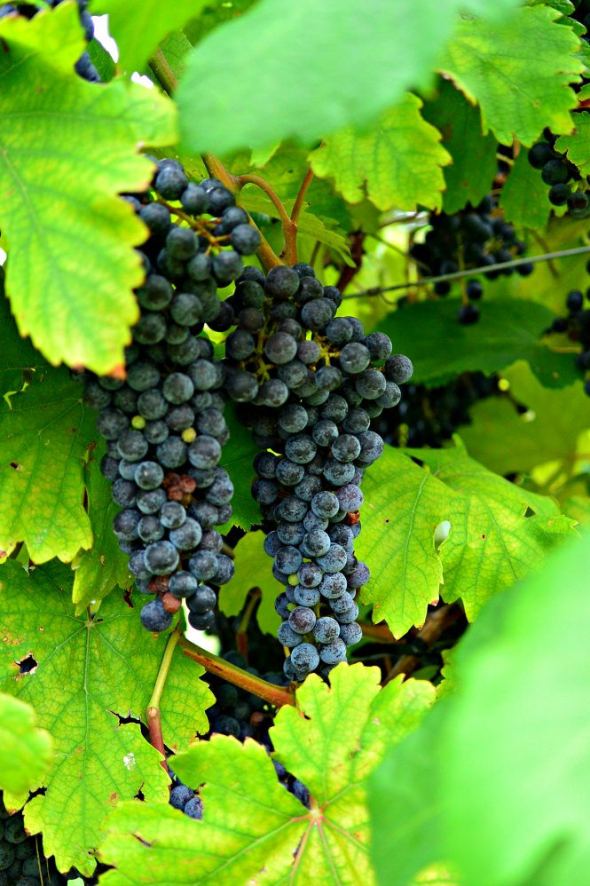grapes-messina-hof-harvest